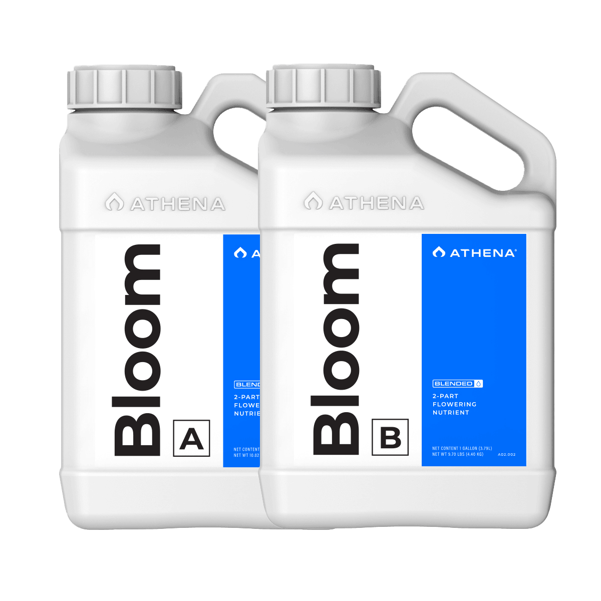 Athena Blended Line Bloom A & B