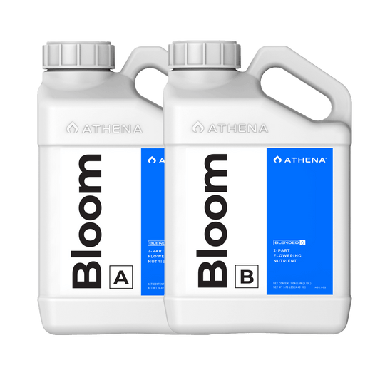 Athena Blended Line Bloom A & B